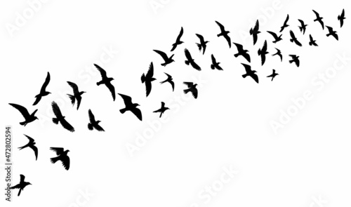 bird flies black silhouette, isolated © zolotons