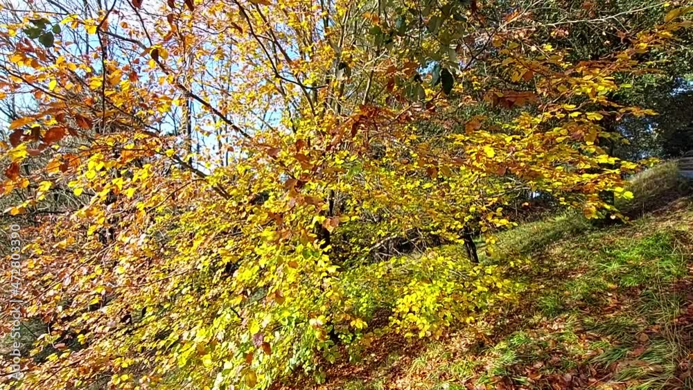 Arbol otoñal