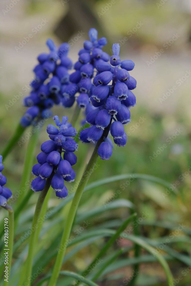 blue hyacinth flower