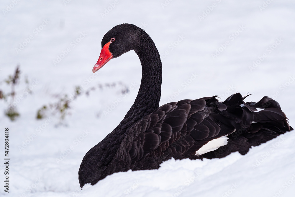 Obraz premium Black swan (Cygnus atratus) in the snow. Beautiful west australian black swan in winter.