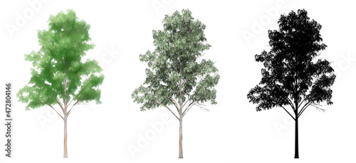 Set or collection of Blue Gum trees  painted  natural and as a black silhouette on white background. Concept or conceptual 3d illustration for nature  ecology and conservation  strength  endurance