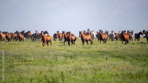 Wild horses moving in Flint Hills. © Danita Delimont