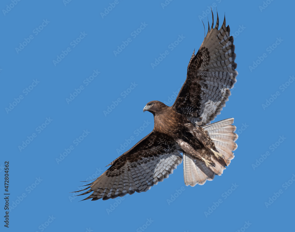Obraz premium Ferruginous Hawk, hovering over the grassland