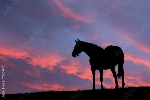 Thoroughbred horse silhouetted at sunrise  Lexington  Kentucky