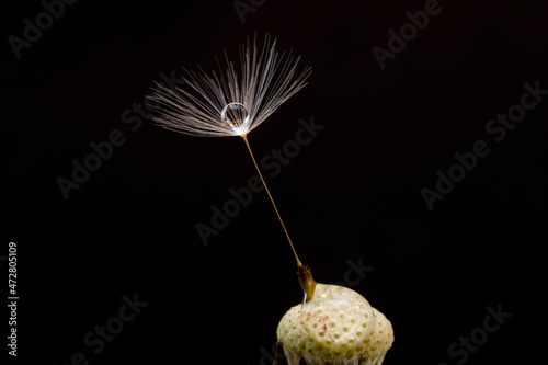 Single dandelion seed  Kentucky