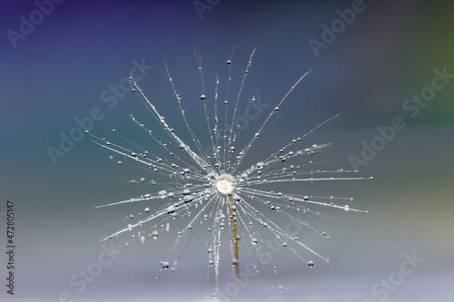 Single dandelion seed floating on water with dewdrops, Kentucky