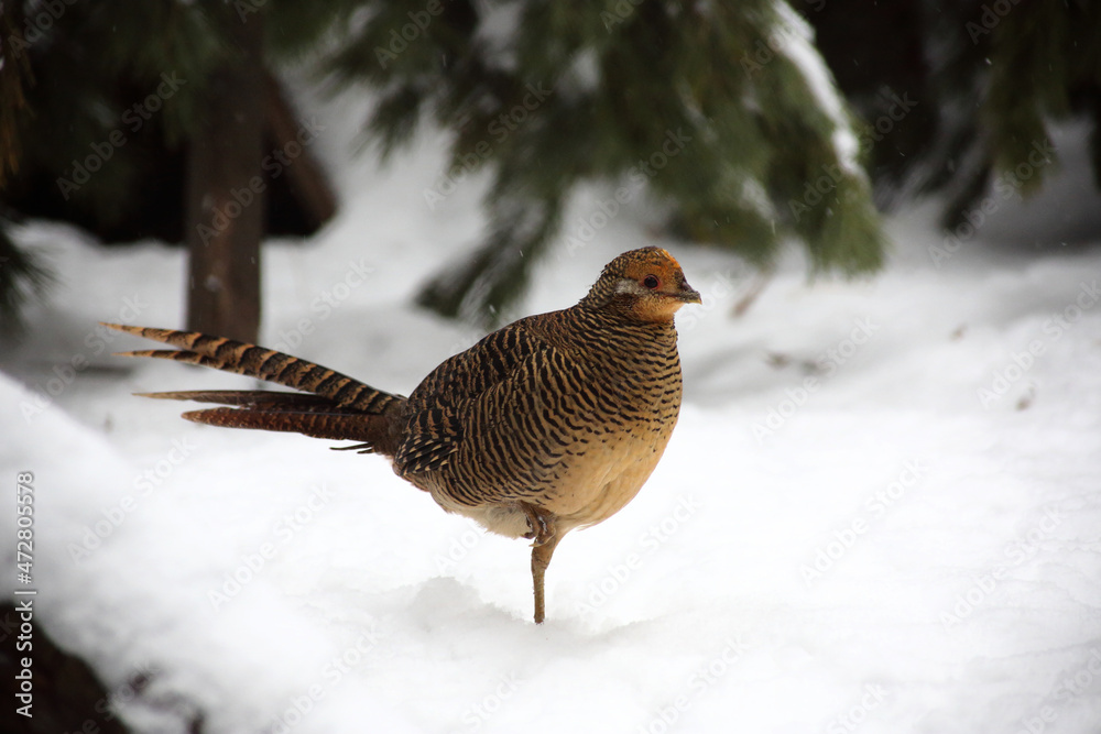 a portrait of golden pheasant walking in snow a portrait of golden pheasant walking in snow