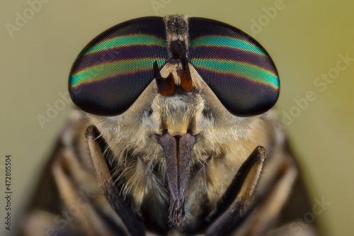 Horse-fly, Creasey Mahan Nature Preserve, Kentucky