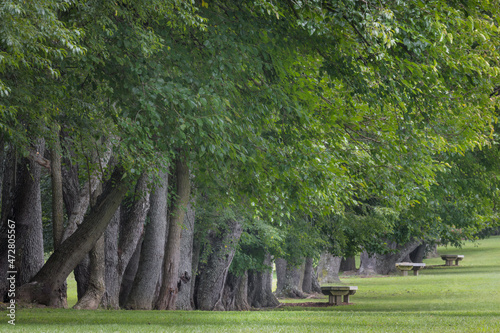 Row of mature tree trunks and park benches, Creasey Mahan Nature Preserve, Kentucky