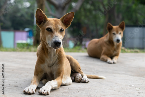 street dogs looking photo
