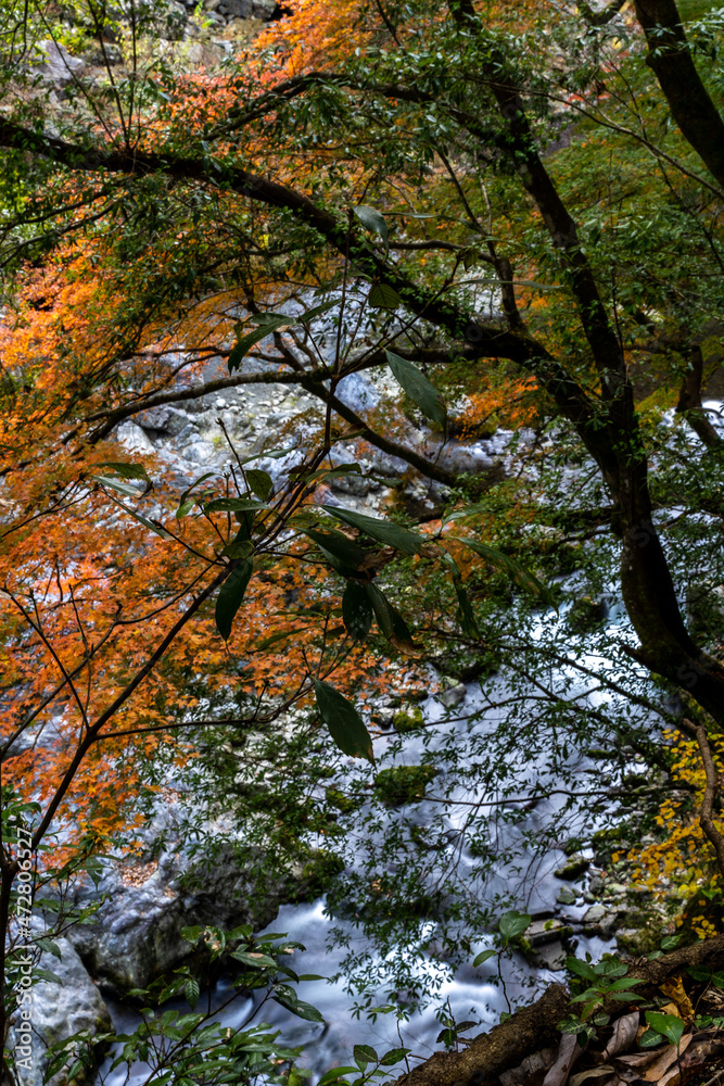 Autumn season Okutama river longer rocks and colourful levels. wonderful background. Valley view is in Japan Autumn season Okutama river longer rocks and colourful levels. wonderful background. Valley view is in Japan