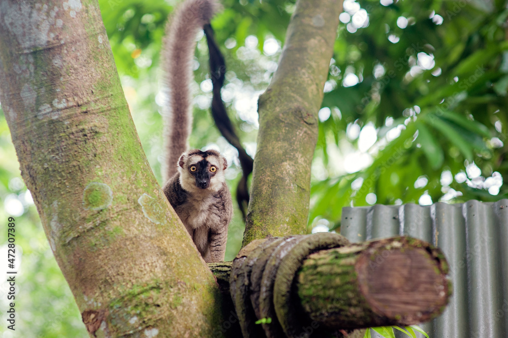 Fototapeta premium Wild life. Lemur on the tree in zoo.