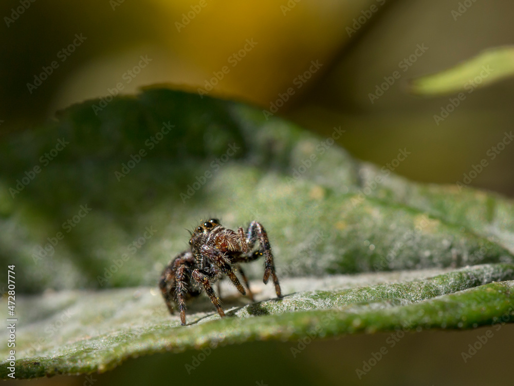 Fototapeta premium Jumping spider, larger eyes visible, Maine