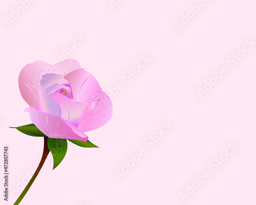 Beauty gentle realistic pink rose isolated on pink powder background. Queen flowers. Background for greeting card for Valentine's Day, Mother's Day or wedding invitation. Vector illustration, EPS10