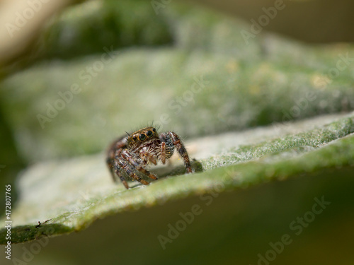 Jumping spider, larger eyes visible, Maine