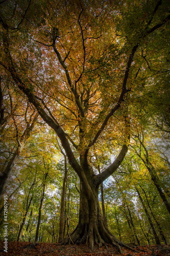 Beech Trees in Autumn