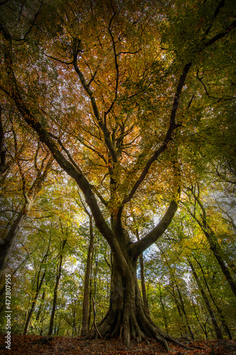 Beech Trees in Autumn © Tony