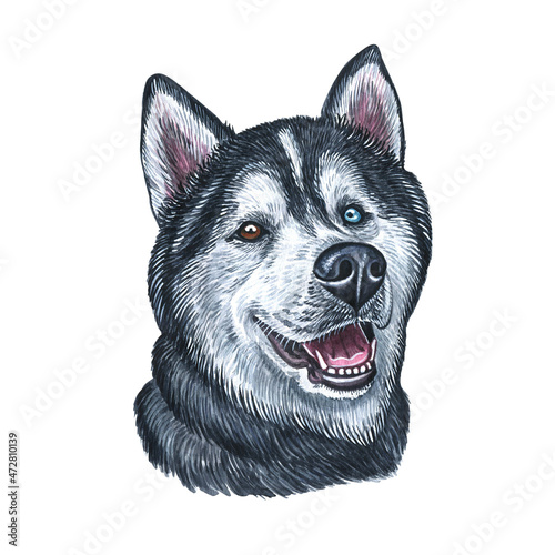 Watercolor illustration of a funny dog. Hand made character. Portrait cute dog isolated on white background. Watercolor hand-drawn illustration. Popular breed dog. Husky