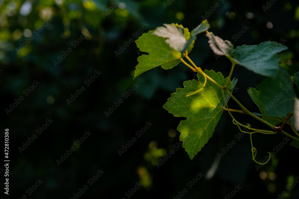 Summer season, vine leaves in the vineyard and sun rays