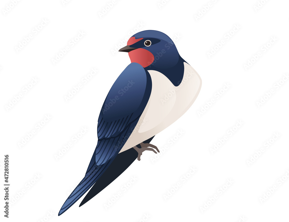 Cute swallow sitting on white background cartoon bird animal design