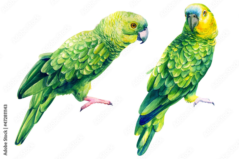 Parrots, Green birds on an isolated white background, watercolor illustration, hand drawing painting