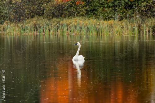 Fall colors and Trumpeter Swan  Council Lake  Hiawatha National Forest  Upper Peninsula of Michigan.