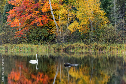 Fall colors and Trumpeter Swan, Council Lake, Hiawatha National Forest, Upper Peninsula of Michigan. photo
