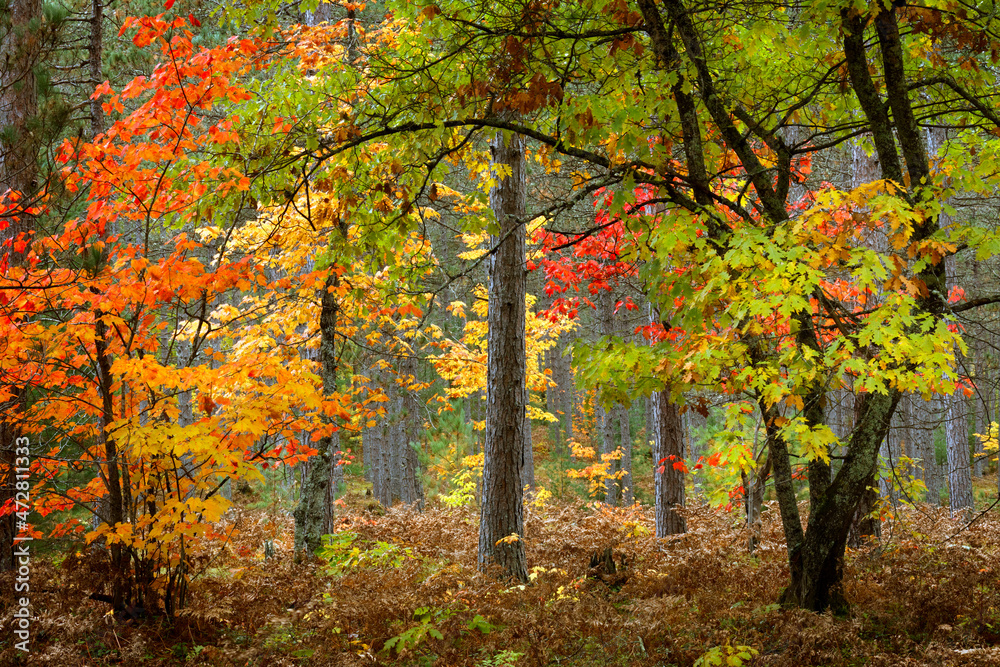 Autumn trees in the forest, Hiawatha National Forest, Upper Peninsula of Michigan.