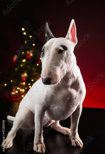 bull terrier dog on the background of a Christmas tree