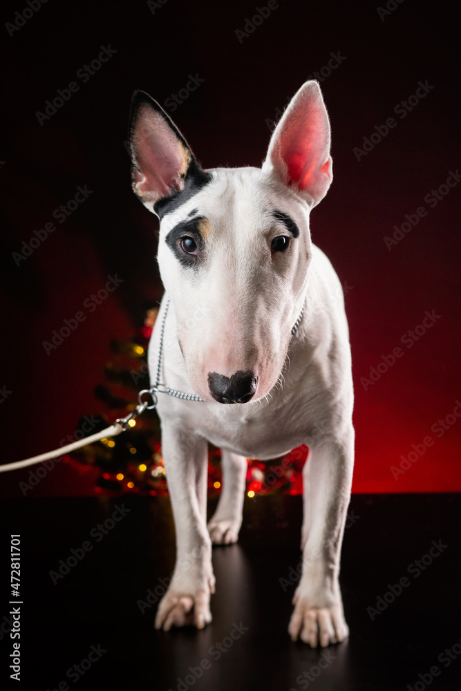 white bull terrier dog on a dark background