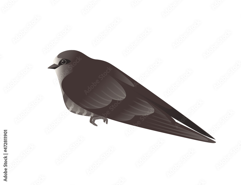 Fototapeta premium Cute black swift sitting on white background cartoon bird animal design