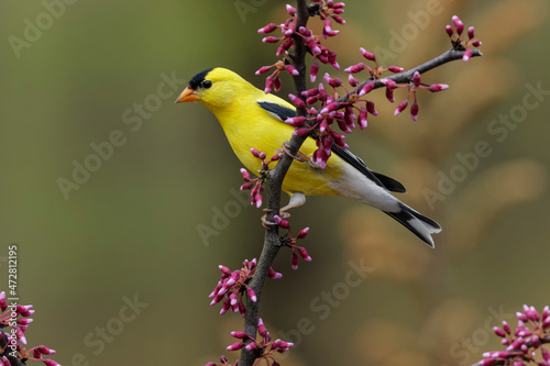 Slika na platnu Male American Goldfinch in breeding plumage, Michigan.