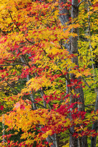 Red and yellow maple tree in fall, Upper Peninsula of Michigan