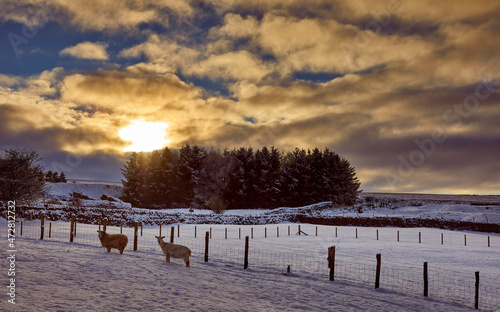Canvas Print On the smallholding, sheep and goat look forward to their evening feed under a c