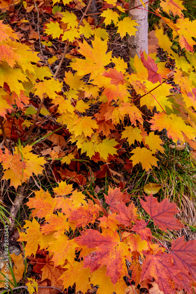 Sugar maple leaves in autumn color in the Upper Peninsula of Michigan, USA