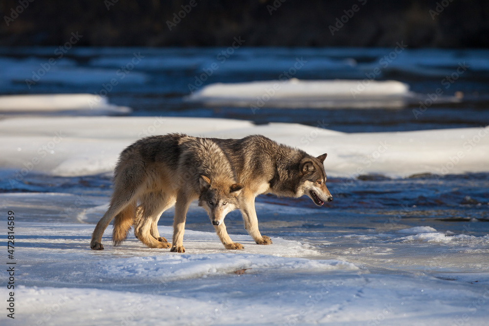 USA, Minnesota. Timber wolves on river ice.