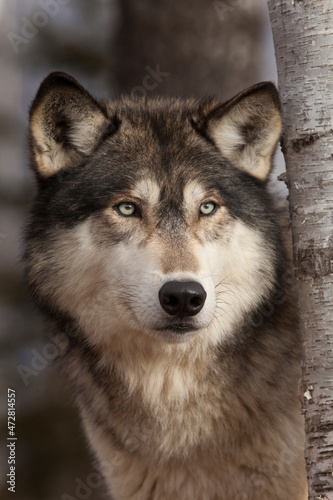 USA, Minnesota. Close-up of timber wolf.