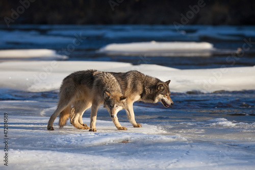 USA, Minnesota. Timber wolves on river ice. © Danita Delimont