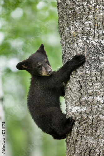 Fotografie USA, Minnesota. Black bear cub climbing tree.