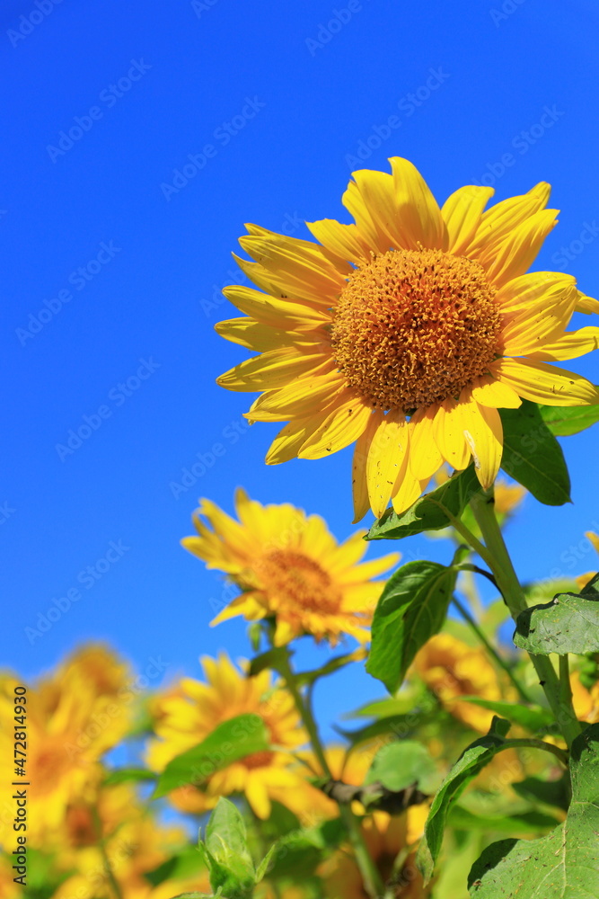 夏の暑い日差しに照らされて気持ちよく咲いているひまわりの畑風景