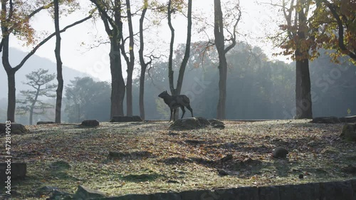 Silhouette of Deer at Sunrise in Nara Park Japan, Early Autumn Morning photo