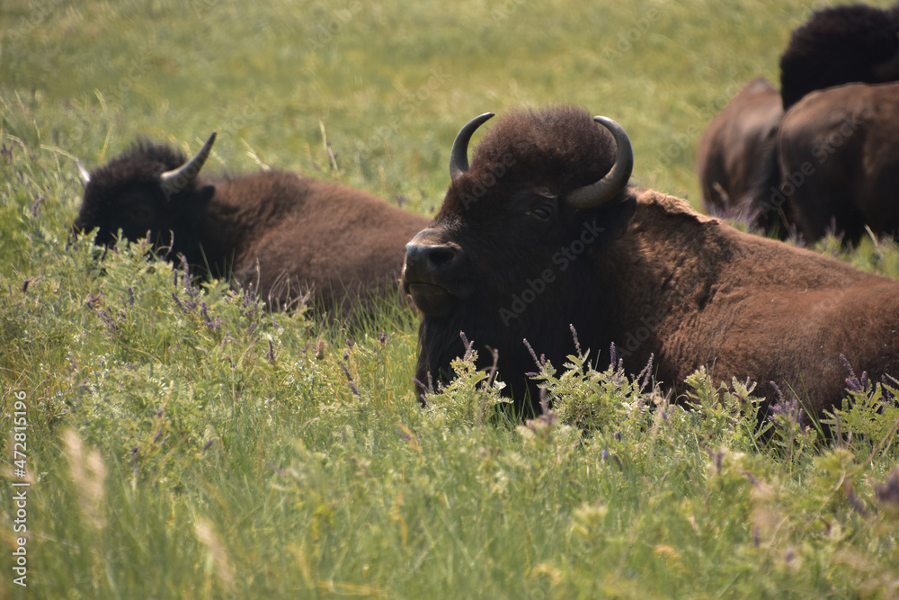 Buffalo resting in the warm sunshine on the prairie Buffalo resting in the warm sunshine on the prairie