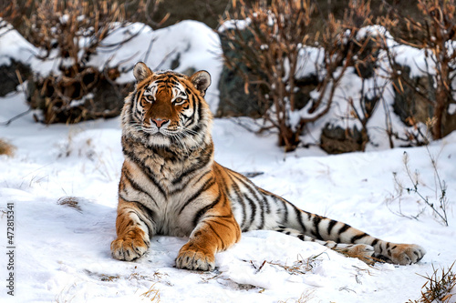 siberian tiger lies in the snow