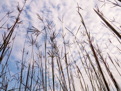 Big bluestem (turkey foot) grass in prairie against sky of clouds, Murphy-Hanrahan Regional Park, Minnesota (south of Minneapolis) photo