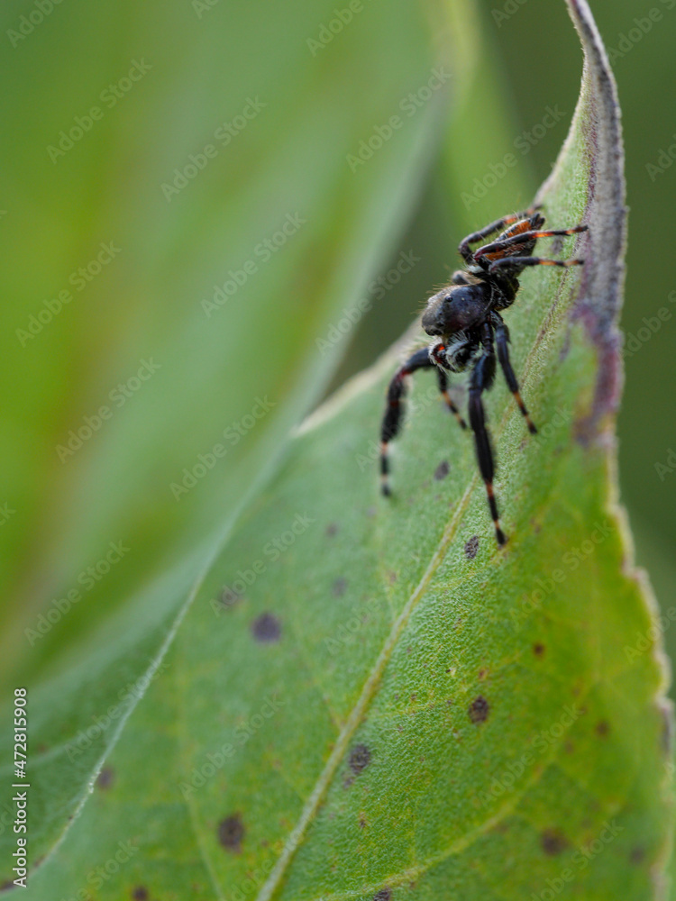 Jumping spider on leaf, prairie, Tzi-Sho Natural Area, Prairie State Park, Missouri Jumping spider on leaf, prairie, Tzi-Sho Natural Area, Prairie State Park, Missouri