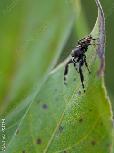 Jumping spider on leaf, prairie, Tzi-Sho Natural Area, Prairie State Park, Missouri