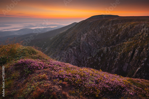Fototapeta Naklejka Na Ścianę i Meble -  Summer view with heathers in the Karkonosze Mountains during sunrise.