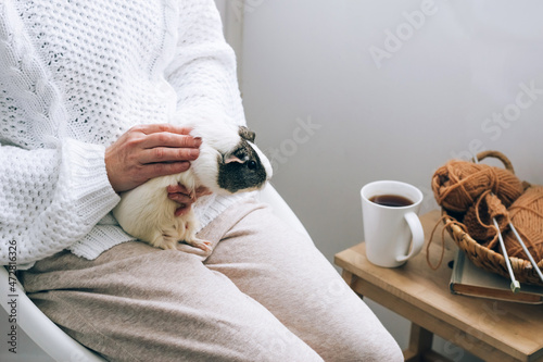 Fotografie A white guinea pig is caressed in the hands of woman