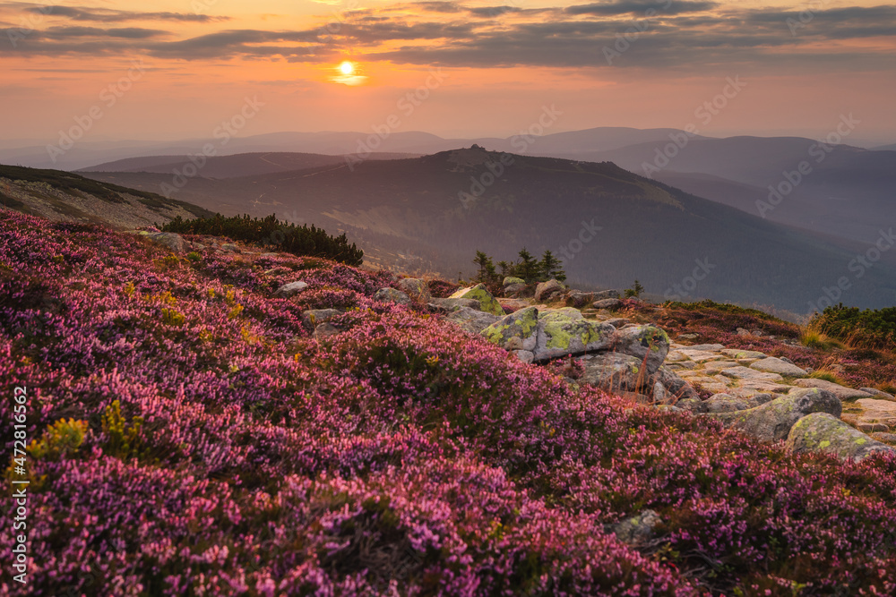 Summer view with heathers in the Karkonosze Mountains during sunrise.