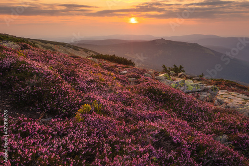 Fototapeta Naklejka Na Ścianę i Meble -  Summer view with heathers in the Karkonosze Mountains during sunrise.